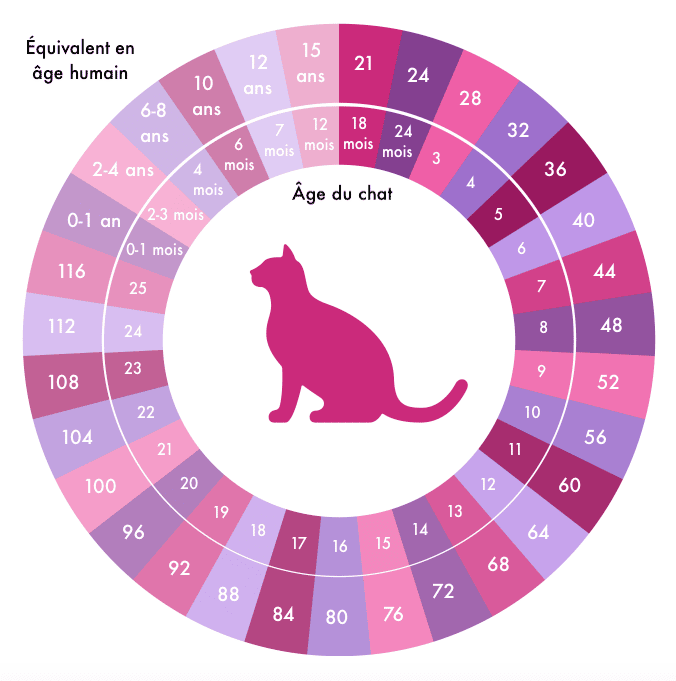 Comment calculer l'âge de son chat
